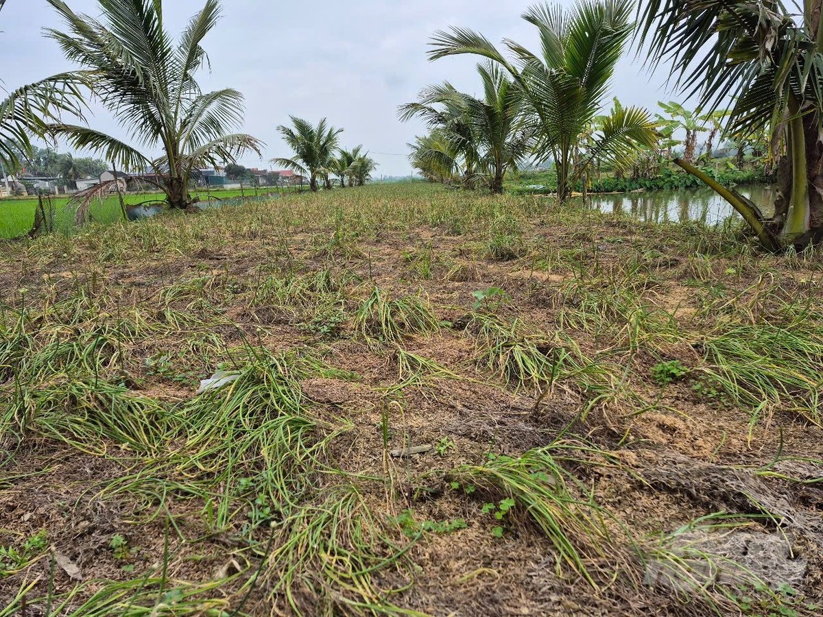 Nông dân thu hoạch cầm chừng, đợi giá lên. Ảnh: Thanh Tâm Nông dân thu hoạch cầm chừng, đợi giá lên. Ảnh: Thanh Tâm