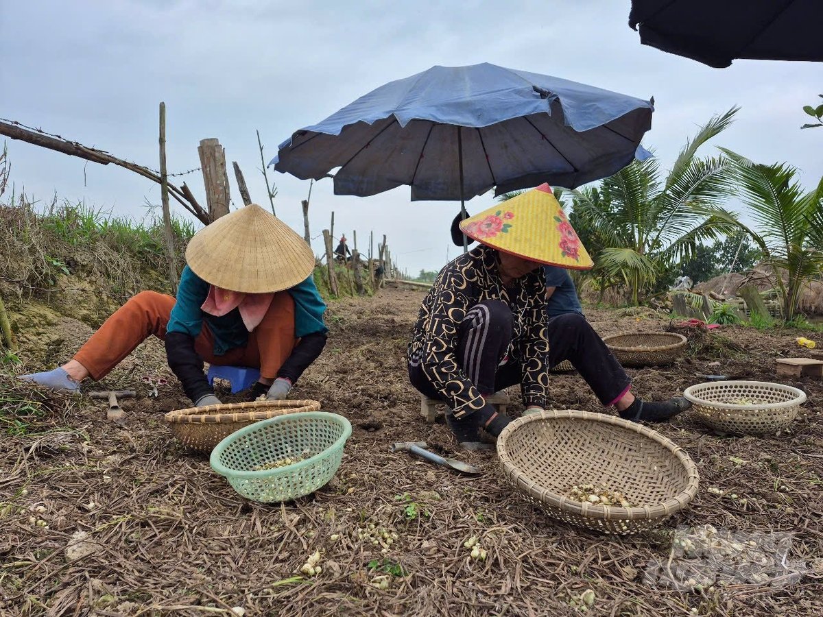 Hành tăm được thu hoạch thủ công nên rất tốn công. Ảnh: Thanh Tâm Hành tăm được thu hoạch thủ công nên rất tốn công. Ảnh: Thanh Tâm