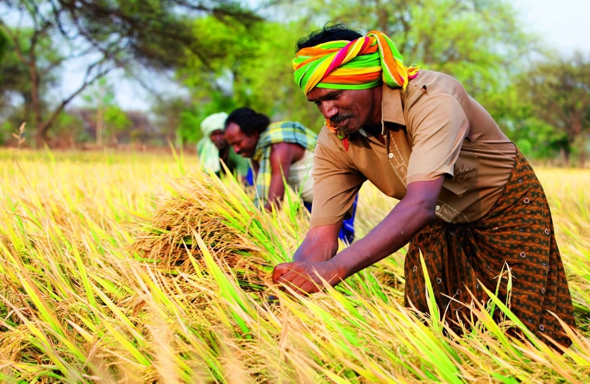 Direct seeded rice has led to fewer emissions, and benefited thousands of rice farmers in India.