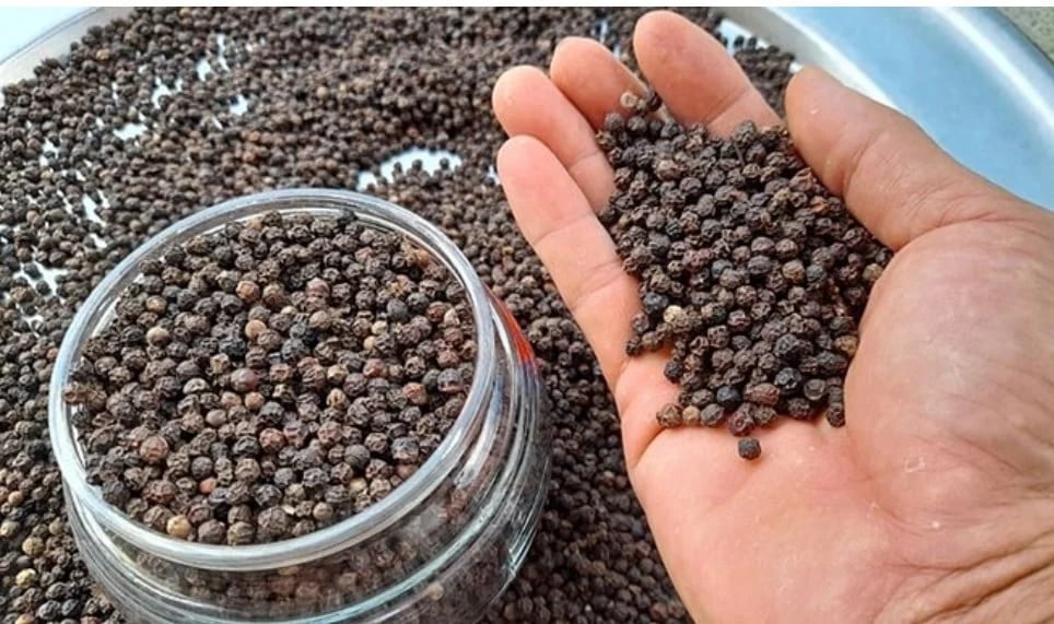Domestic pepper prices on April 4, 2025, remain stable. Photo: Internet.