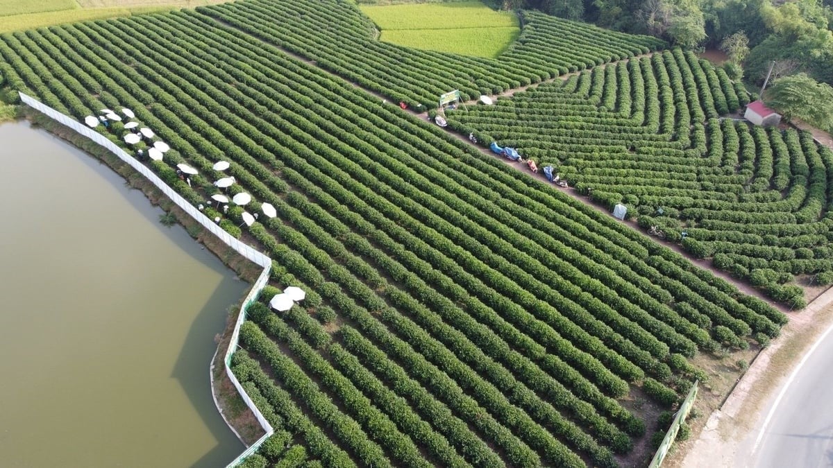 The tea area of Hao Dat Cooperative in Tan Cuong commune, Thai Nguyen city. Photo: Quang Linh.