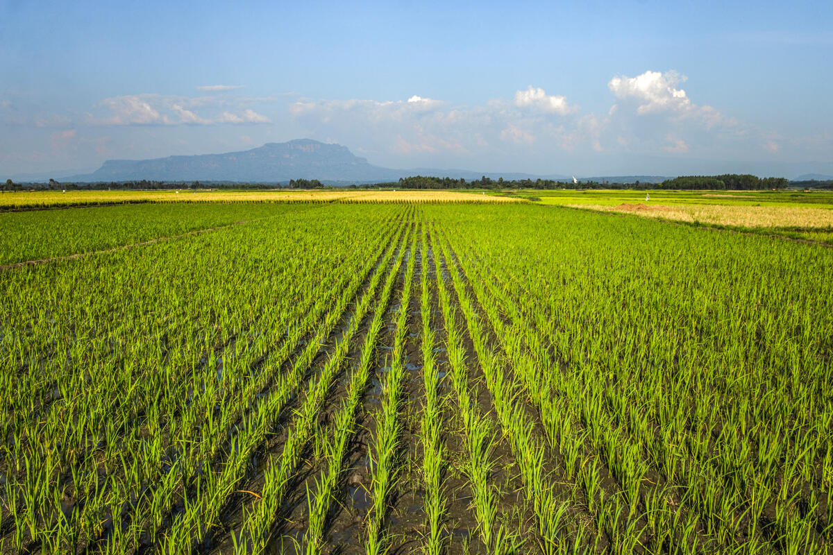 Rice growing in Uganda.