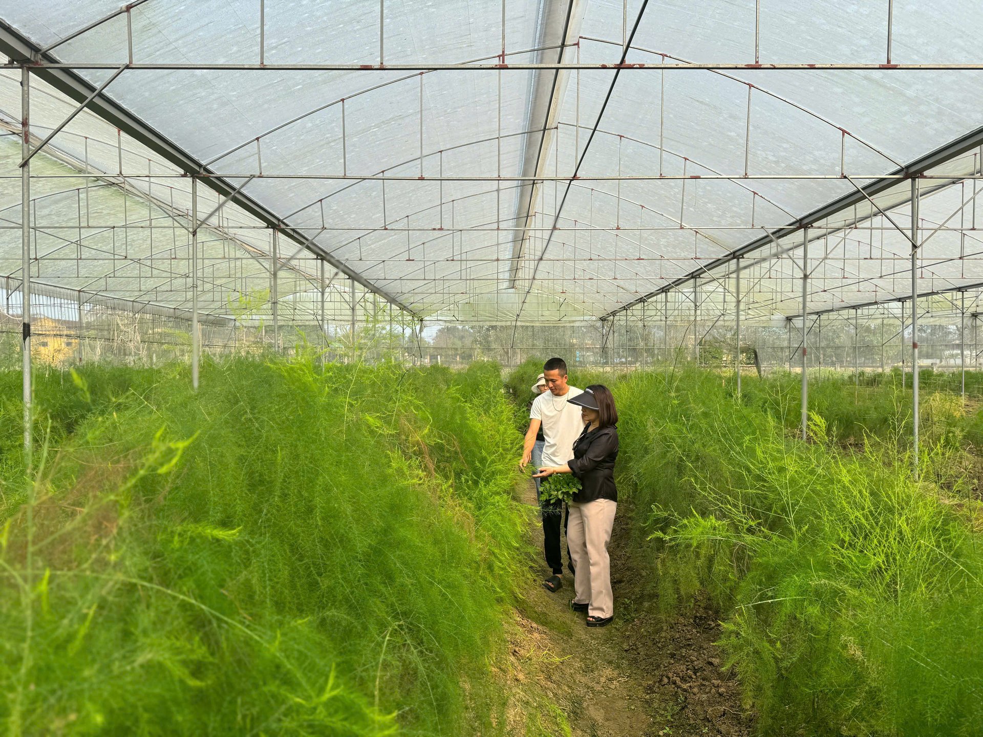 Măng tây là một trong những sản phẩm chủ lực của HTX Thanh niên Thành Sen. Ảnh: Ánh Nguyệt.