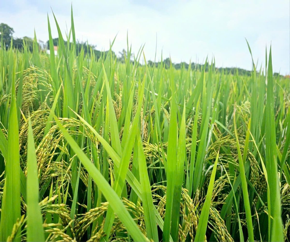 Trồng lúa theo mô hình nông nghiệp tuần hoàn ở huyện Bình Xuyên. Ảnh: Hoàng Anh.