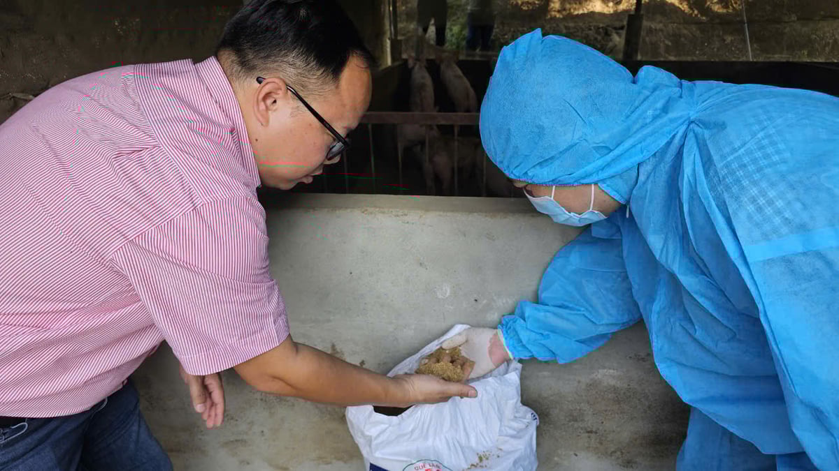Sử dụng chế phẩm sinh học trong chăn nuôi ở Vĩnh Phúc. Ảnh: Hoàng Anh.