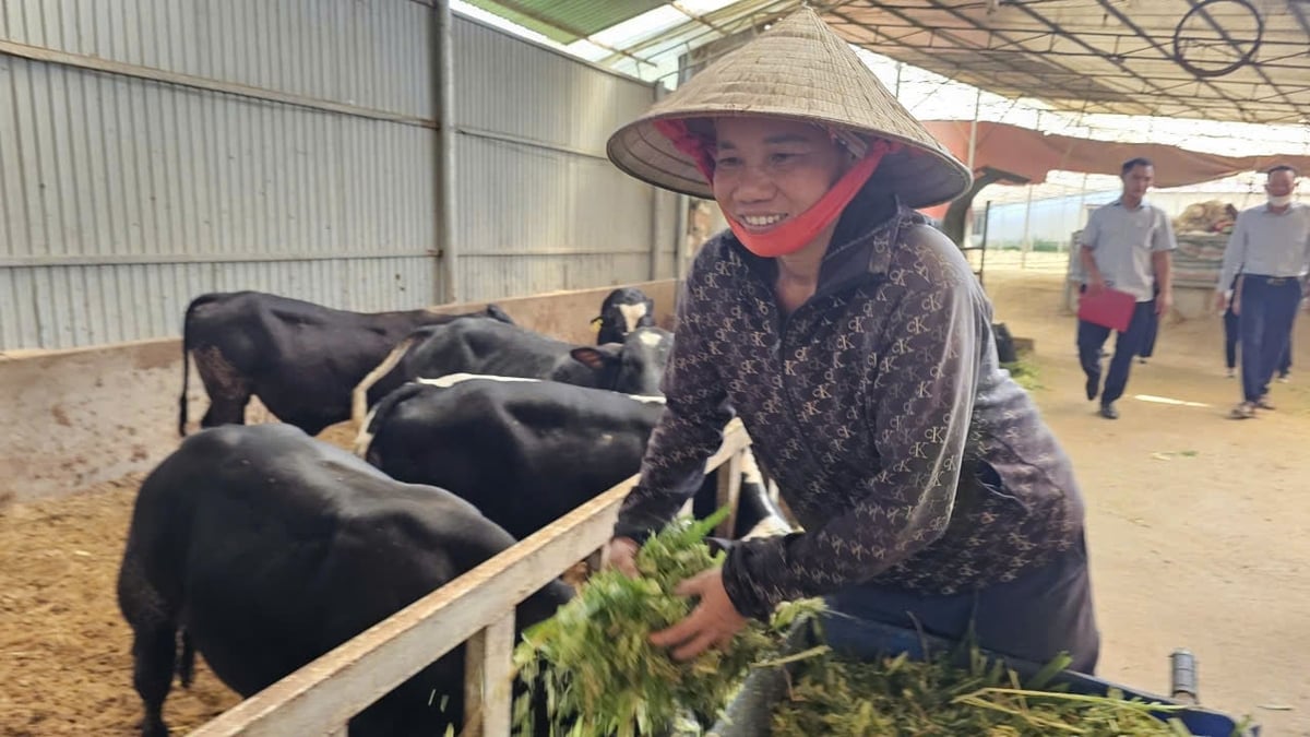 Mô hình nuôi bò thịt tuần hoàn ở huyện Sông Lô. Ảnh: Hoàng Anh.