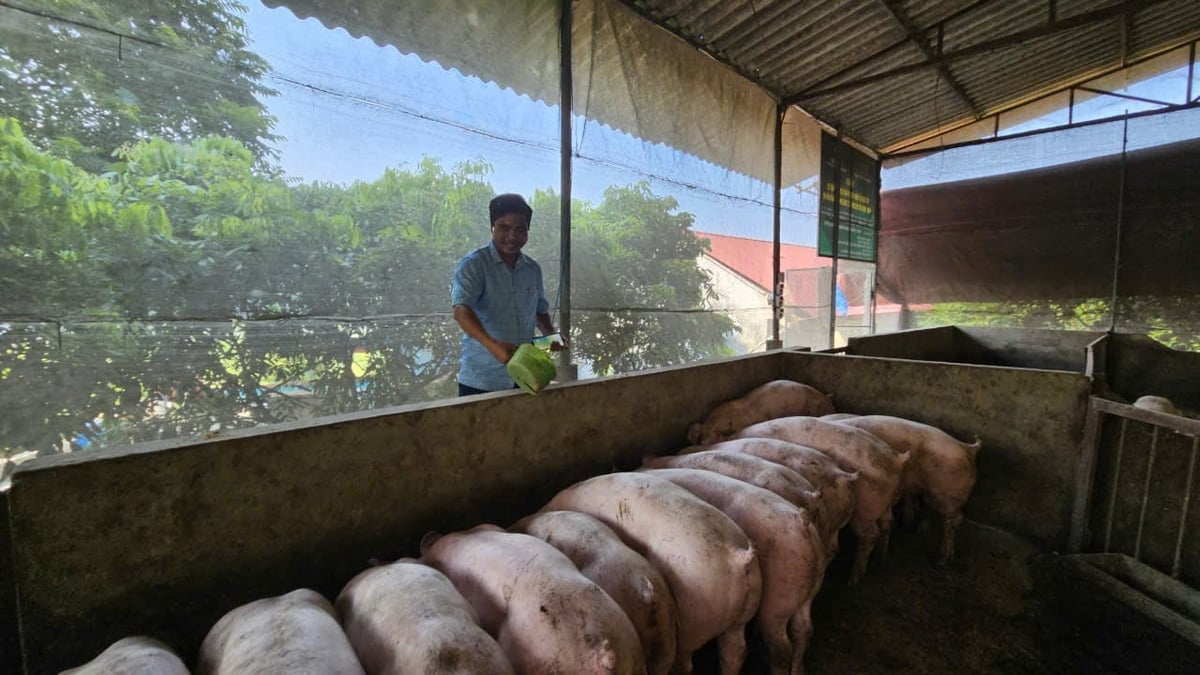 Chăn nuôi lợn theo hướng hữu cơ ở huyện Tam Đảo. Ảnh: Hoàng Anh.