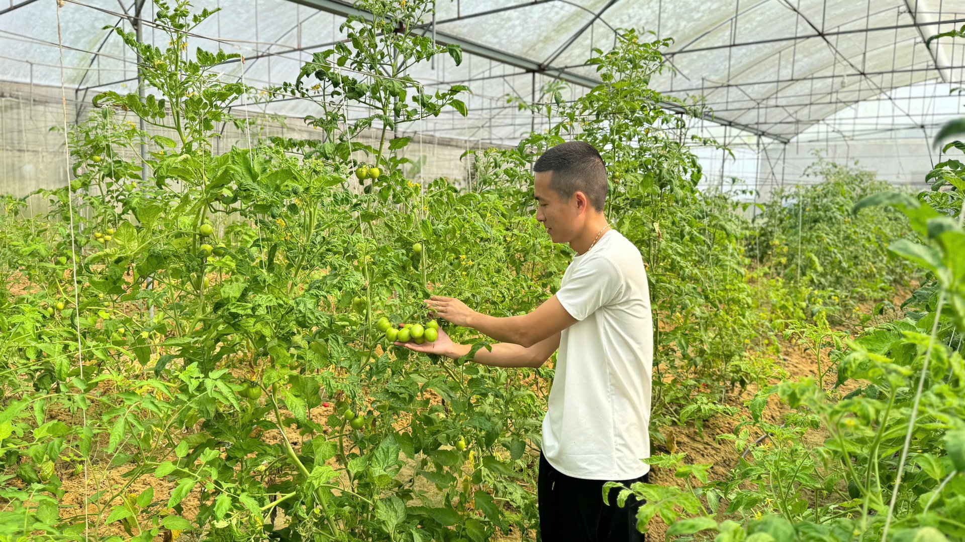 Trung bình mỗi tháng HTX thu hoạch được từ 1,5 đến 2 tấn rau các loại. Ảnh: Ánh Nguyệt.
