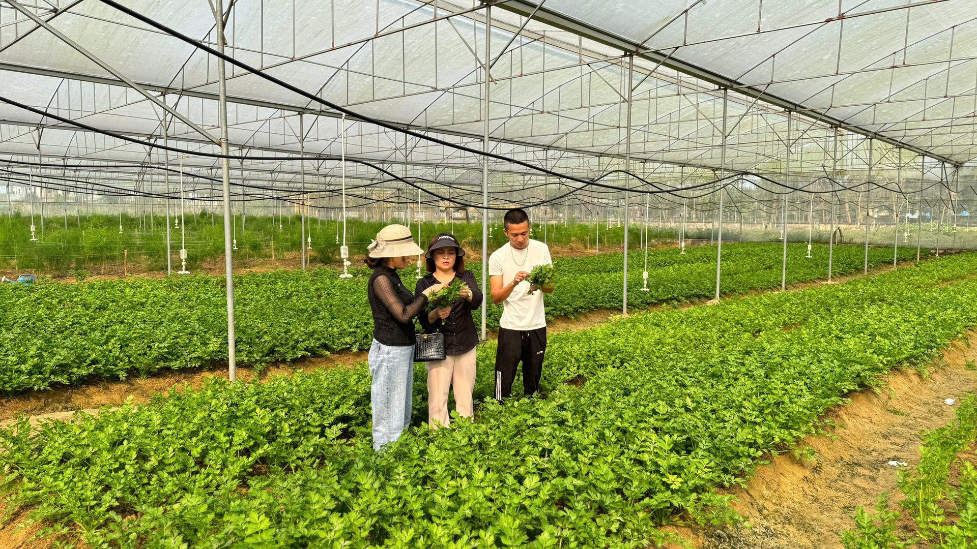 Nhiều sản phẩm như củ cải đỏ, dưa leo, bắp cải, cải bó xôi và măng tây xanh, cà chua, cần tây của HTX đã được cấp chứng nhận hữu cơ. Ảnh: Ánh Nguyệt.