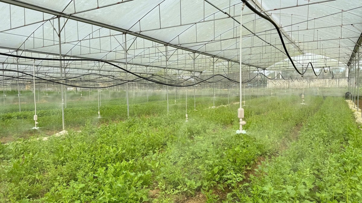 HTX áp dụng đồng bộ các giải pháp kỹ thuật canh tác hiện đại, giúp chủ động sản xuất liên tục trong năm. Ảnh: Ánh Nguyệt.