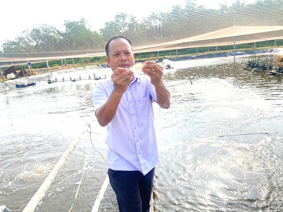 Ông Ngô Minh Tuấn, Giám đốc Công ty Nuôi trồng thủy sản Tuấn Hiền, kiểm tra tôm. Ảnh: Minh Đảm. Ông Ngô Minh Tuấn, Giám đốc Công ty Nuôi trồng thủy sản Tuấn Hiền, kiểm tra tôm. Ảnh: Minh Đảm.