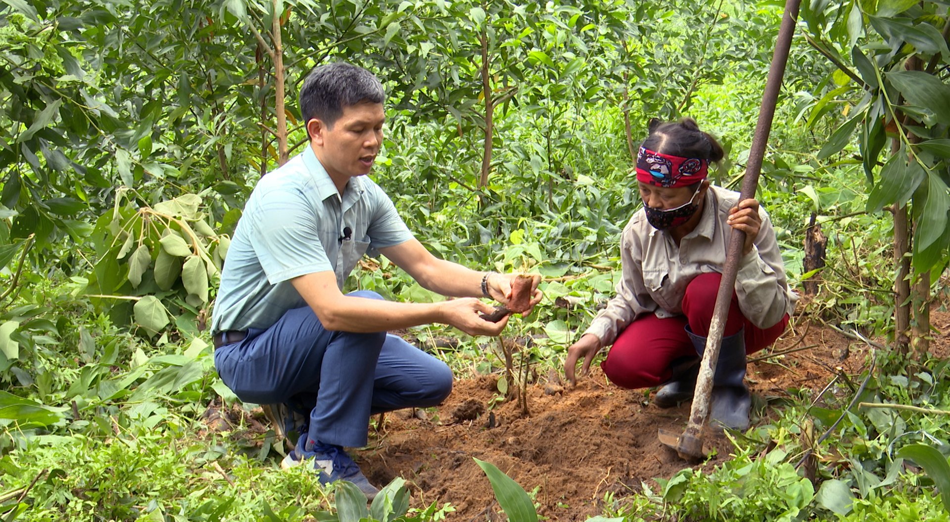 Hướng dẫn trồng cây bách bộ tại huyện Tiên Yên, Quảng Ninh. Ảnh: Duy Học. Hướng dẫn trồng cây bách bộ tại huyện Tiên Yên, Quảng Ninh. Ảnh: Duy Học.