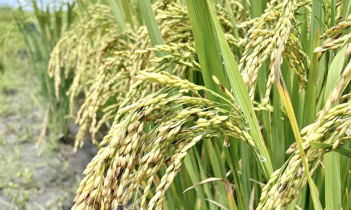 Cập nhật giá lúa gạo mới nhất hôm nay 9/4/2025 Cập nhật giá lúa gạo mới nhất hôm nay 9/4/2025