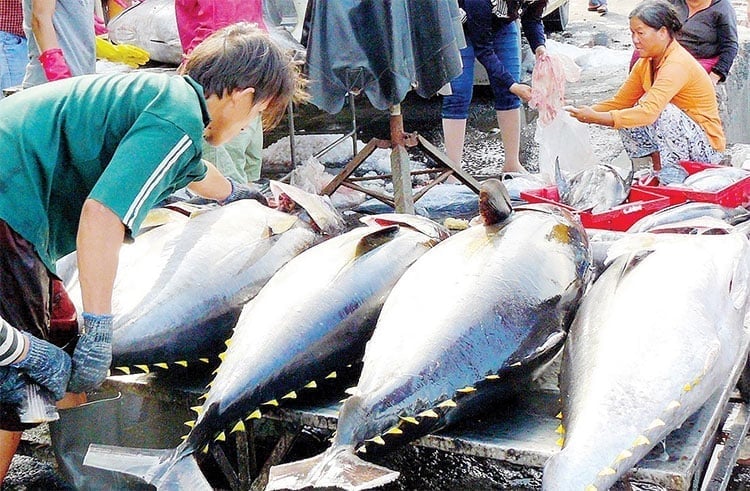 Tuna is one of Vietnam’s key export items. Photo: Minh Hieu.