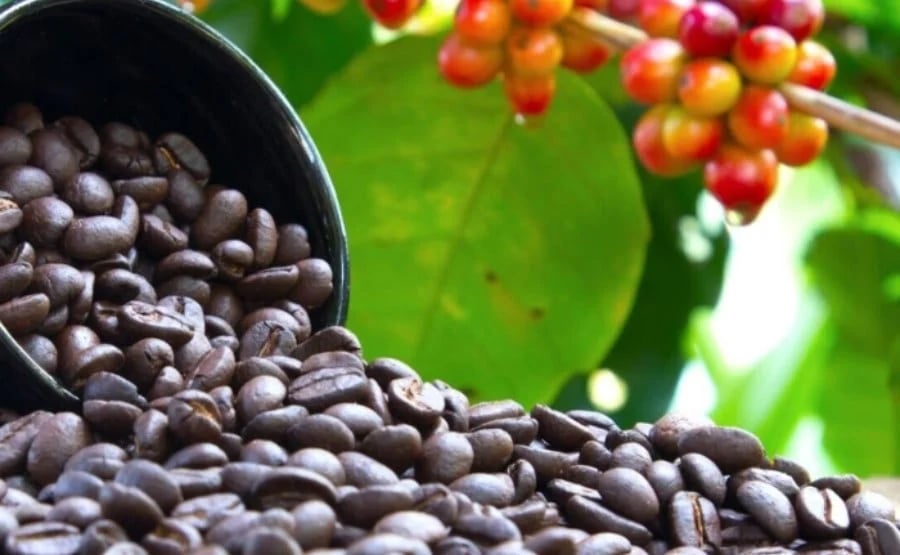 Coffee prices in Dak Lak, Dak Nong, and Gia Lai provinces all recorded a price of VND 118,000/kg. Photo: Internet.
