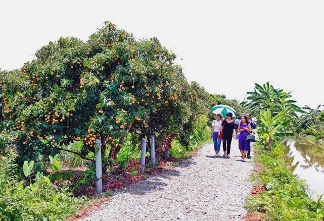 Vào mùa vải chín hàng năm, huyện Thanh Hà tổ chức cho khách du lịch tham quan cây vải tổ và di tích nổi bật của địa phương. Ảnh: Kiên Cường.