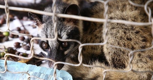 Wildlife farming remains an important source of livelihood for highland communities. Photo: VAN.