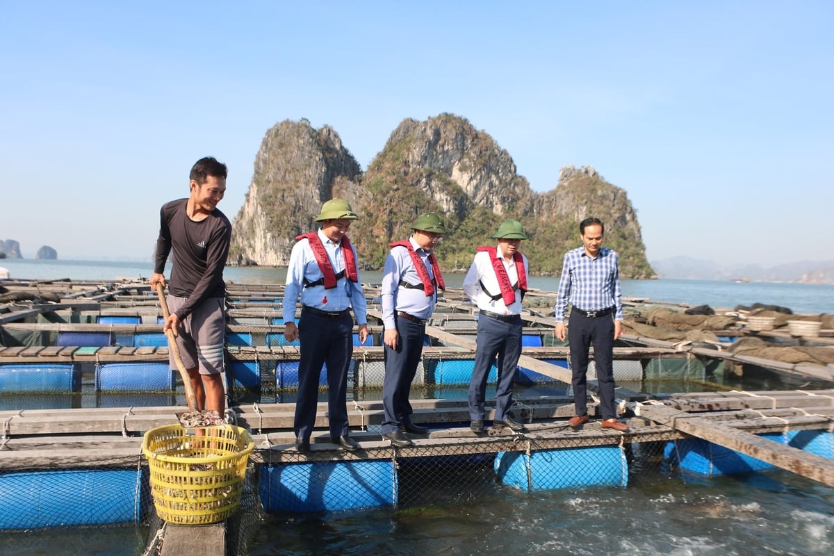 Lãnh đạo Sở Nông nghiệp và Môi trường Quảng Ninh kiểm tra bè nuôi cá tại TP. Cẩm Phả. Ảnh: Nguyễn Thành. Lãnh đạo Sở Nông nghiệp và Môi trường Quảng Ninh kiểm tra bè nuôi cá tại TP. Cẩm Phả. Ảnh: Nguyễn Thành.