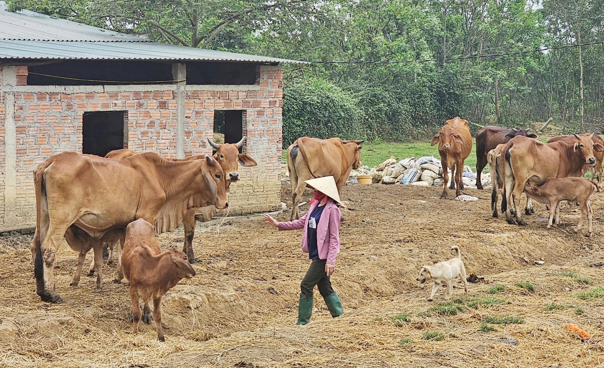 Người dân Tuyên Hóa phát triển đàn bò chất lượng cao từ nhiều năm nay. Ảnh: T. Phùng. Người dân Tuyên Hóa phát triển đàn bò chất lượng cao từ nhiều năm nay. Ảnh: T. Phùng.