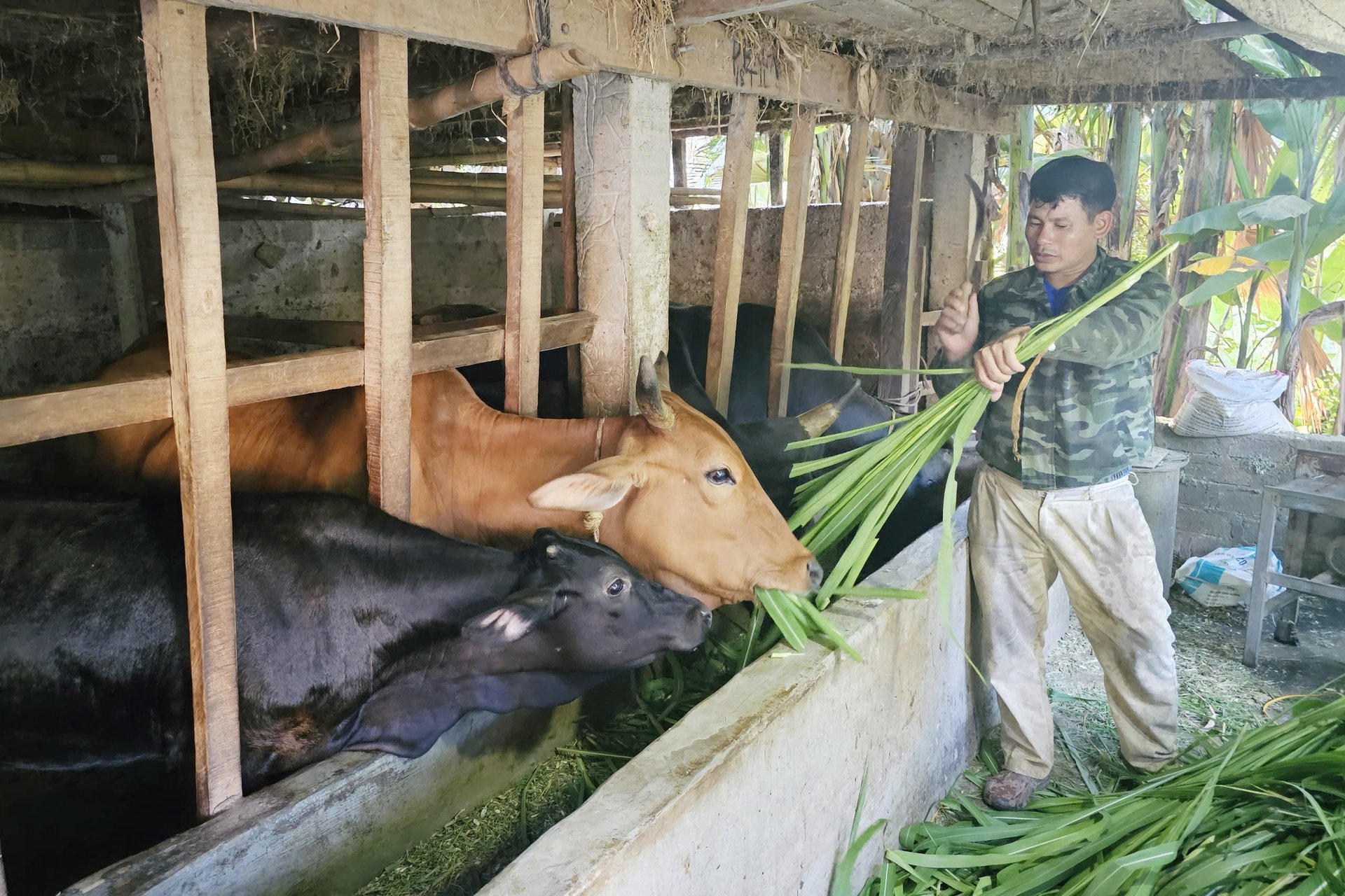 Bò thịt nuôi nhốt chuồng và chủ động nguồn thức ăn tươi trở thành thế mạnh của người dân miền núi Tuyên Hóa. Ảnh: T. Phùng. Bò thịt nuôi nhốt chuồng và chủ động nguồn thức ăn tươi trở thành thế mạnh của người dân miền núi Tuyên Hóa. Ảnh: T. Phùng.