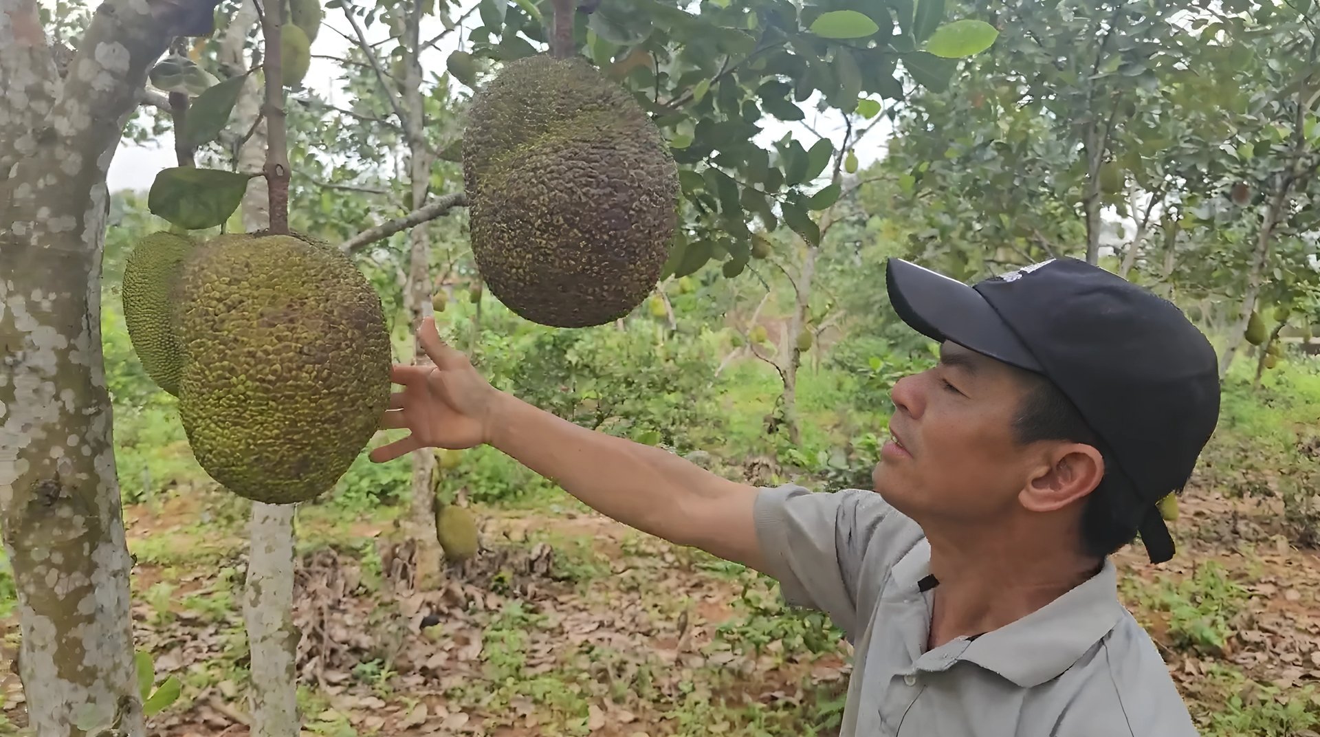 Anh Nguyễn Văn Thuận cải tạo vườn tạp thành vườn mẫu để có thu nhập cao. Ảnh: T. Phùng. Anh Nguyễn Văn Thuận cải tạo vườn tạp thành vườn mẫu để có thu nhập cao. Ảnh: T. Phùng.
