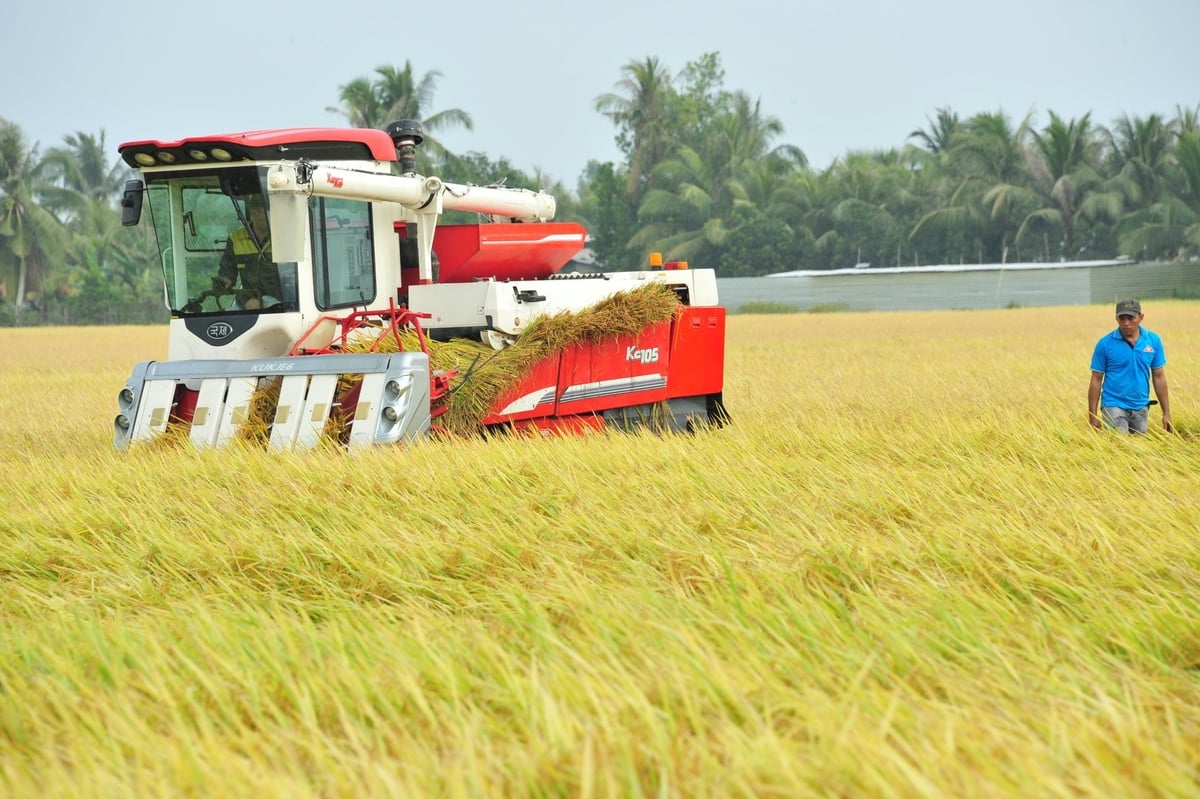 Farmers in the Mekong Delta harvest the 2024–2025 winter–spring rice crop. Photo: Le Hoang Vu.