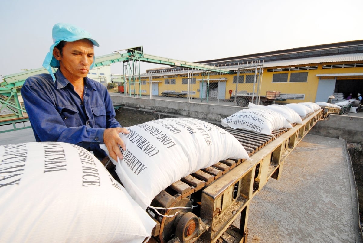 In 2024, Vietnam’s rice exports reached a record high of over 9.18 million tonnes, with an export value exceeding USD 5.7 billion—an impressive figure that reflects a strong shift from volume to quality. Photo: Le Hoang Vu.