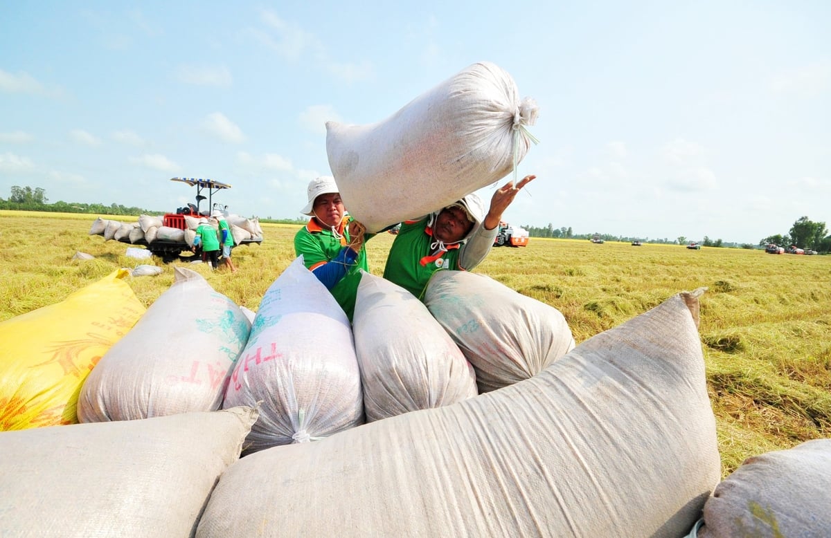 From its role as the nation’s rice granary, the Mekong Delta is transforming into a hub for producing and exporting high-quality, low-emission rice that meets the green and clean standards of international markets. Photo: Le Hoang Vu.