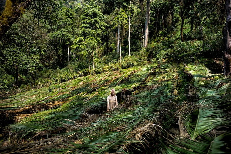 Sáng kiến Di sản Xanh đặt mục tiêu trồng 50 tỷ cây giống ở Ethiopia. Ảnh: Mongabay. Sáng kiến Di sản Xanh đặt mục tiêu trồng 50 tỷ cây giống ở Ethiopia. Ảnh: Mongabay.