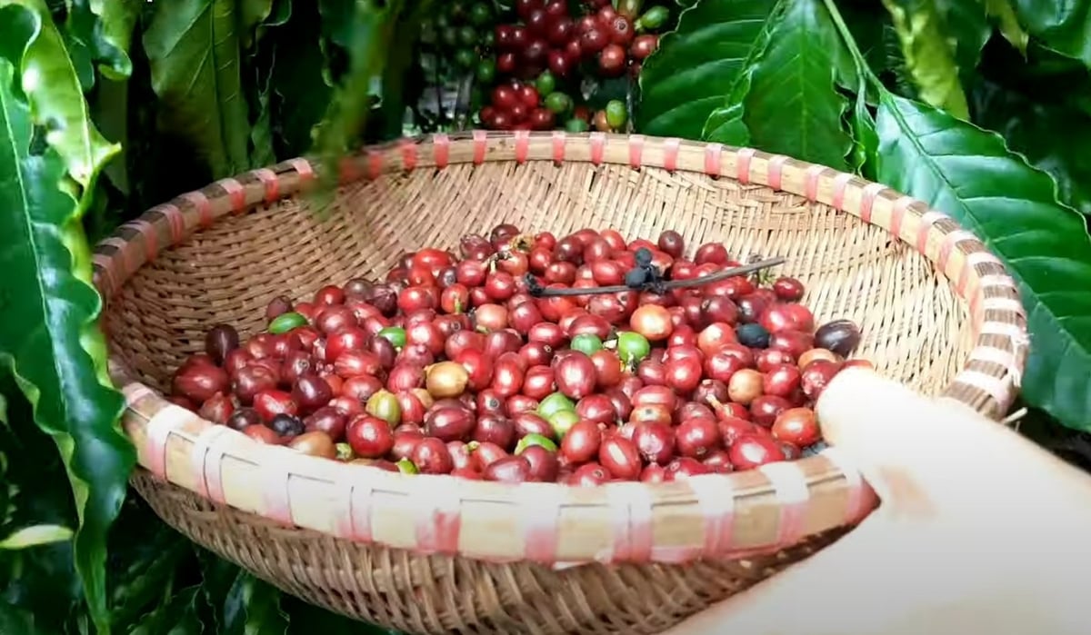 Thu hoạch cà phê ở Tây Nguyên. Ảnh: Sơn Trang. Thu hoạch cà phê ở Tây Nguyên. Ảnh: Sơn Trang.