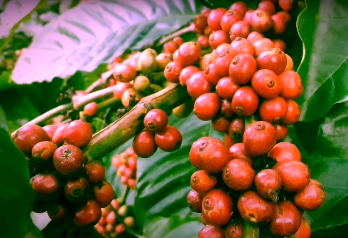 Nguồn cung cà phê Robusta đang tăng lên khi Brazil, Indonesia bước vào thu hoạch. Ảnh: Sơn Trang. Nguồn cung cà phê Robusta đang tăng lên khi Brazil, Indonesia bước vào thu hoạch. Ảnh: Sơn Trang.