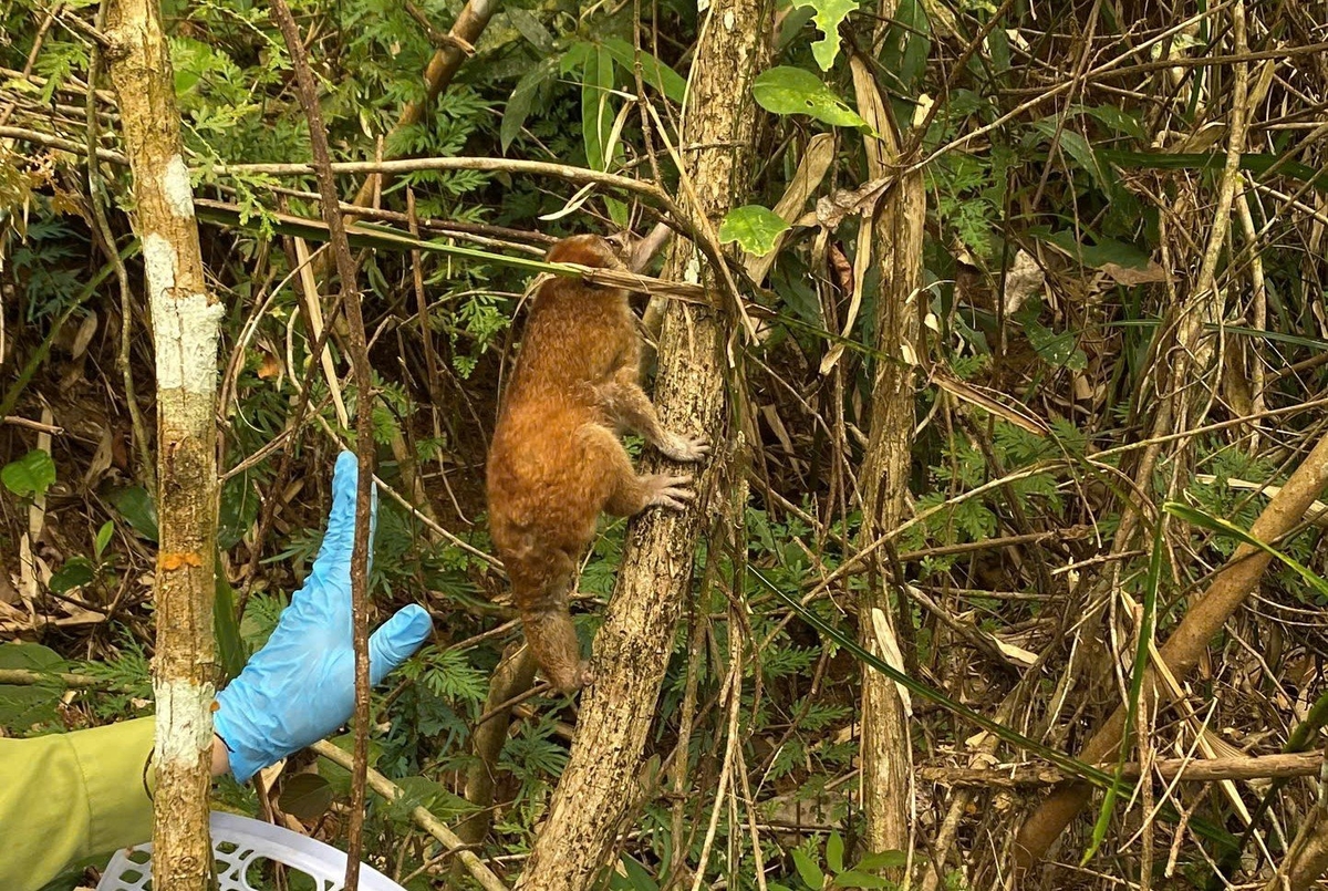 Cá thể culi nhỏ (tên khoa học Nycticebus pygmaeus) được thả về môi trường tự nhiên. Ảnh: VQG Chư Yang Sin.