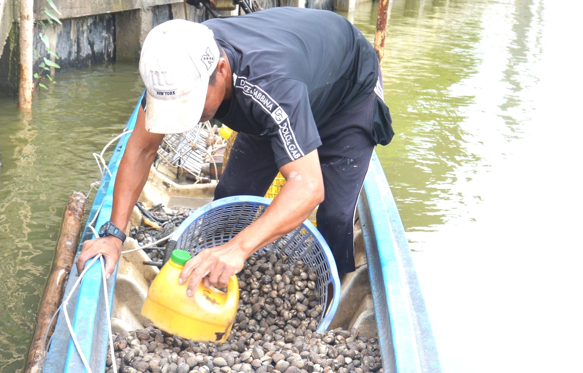 Người dân huyện An Minh thu hoạch sò huyết nuôi dưới tán rừng phòng hộ. Ảnh: Trung Chánh. Người dân huyện An Minh thu hoạch sò huyết nuôi dưới tán rừng phòng hộ. Ảnh: Trung Chánh.
