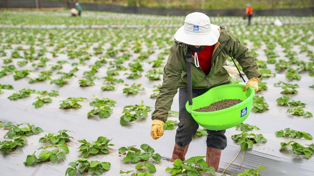 Phân bón hữu cơ cao cấp YaraSuna là giải pháp hiệu quả và bền vững nhằm giúp cải thiện sức khỏe của đất và tối ưu năng suất cây trồng. Ảnh: Yara Việt Nam.