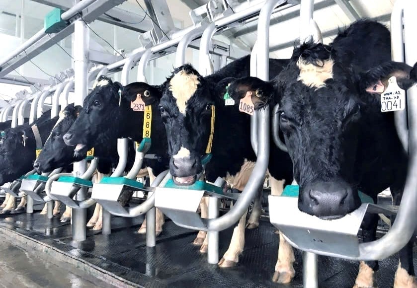 In addition to emerging opportunities, the domestic dairy farming industry will continue to face numerous difficulties and challenges. Illustrative photo.