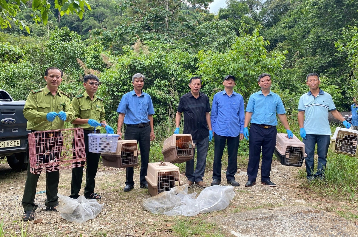 Lực lượng chức năng tiến hành thả 24 cá thể động vật rừng quý hiếm về tự nhiên chiều 17/4. Ảnh: VQG Chư Yang Sin.