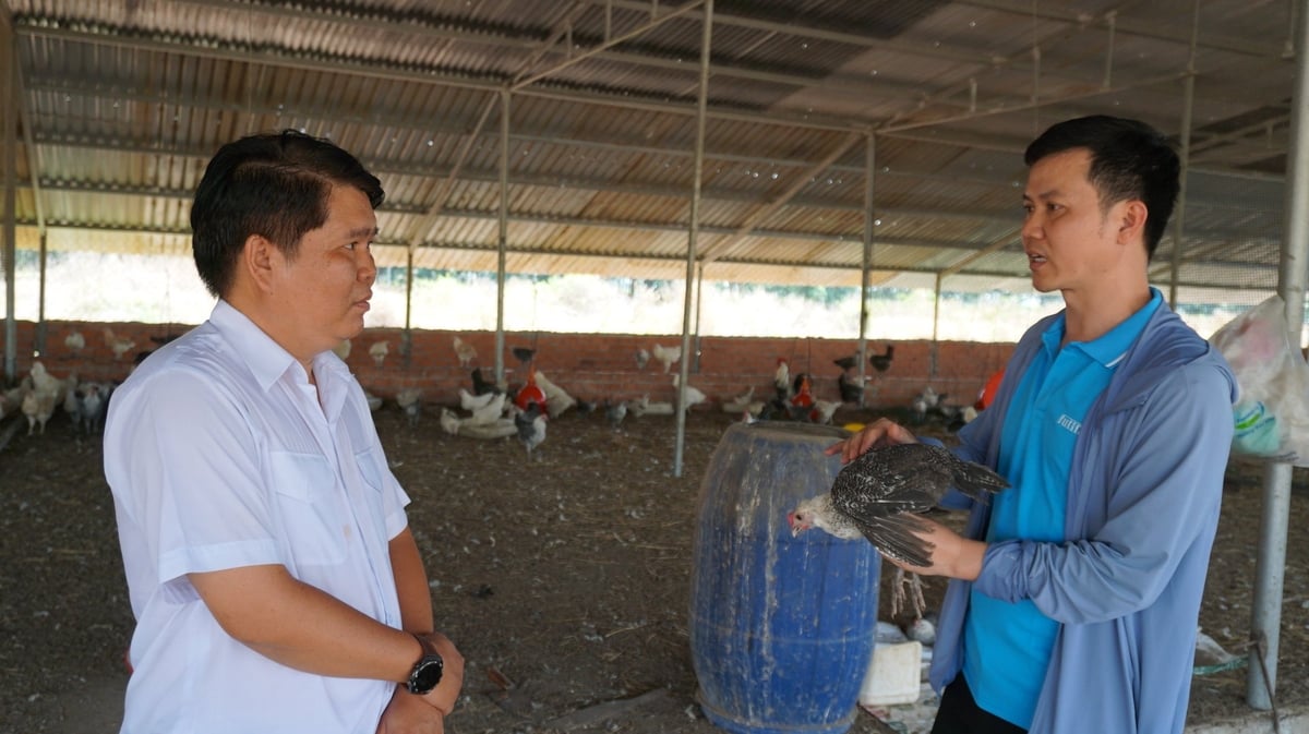 Mô hình nuôi gà Ai Cập của anh Phong được ngành chăn nuôi địa phương đánh giá cao và từng bước nhân rộng. Ảnh: Trần Trung.