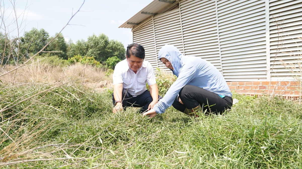 Anh Văn Thanh Phong dành 2 ha đất nuôi 1.000 con gà Ai Cập theo kiểu thuận thiên. Ảnh: Trần Trung.