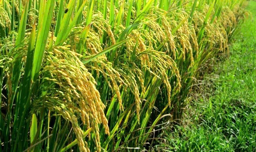 Quá trình lưu giữ, đánh giá nguồn gen của các dòng/giống lúa được Viện Khoa học kỹ thuật Nông nghiệp Bắc Trung Bộ triển khai bài bản. Ảnh: Việt Khánh.