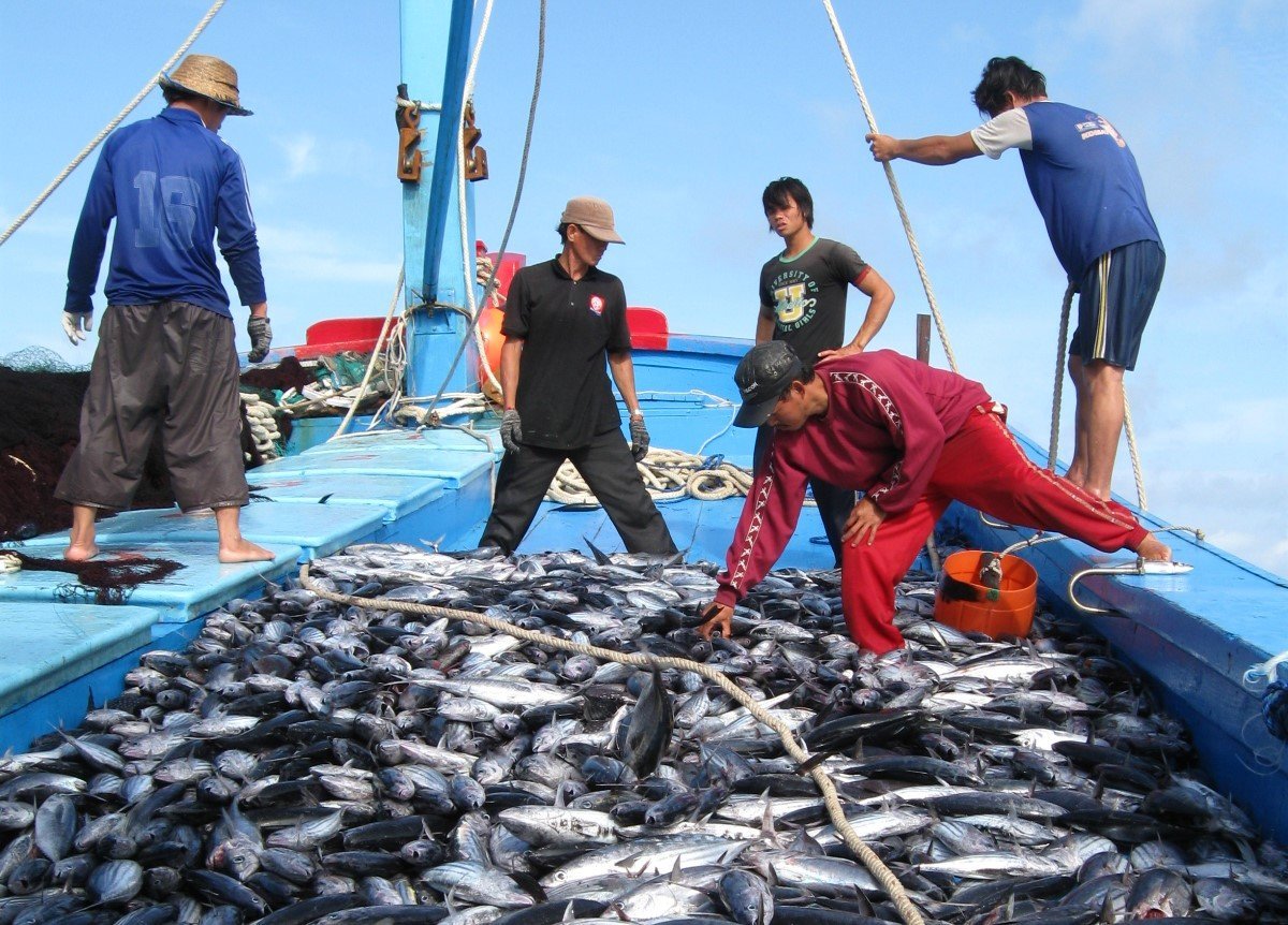 Với nghề lưới vây rút chì, mọi thao tác của các lao động trên tàu phải đồng bộ từ việc chạy ru lô quay tời, đến kéo lưới, trút cá ra boong tàu rồi cho cá vào sọt. Ảnh: V.Đ.T. Với nghề lưới vây rút chì, mọi thao tác của các lao động trên tàu phải đồng bộ từ việc chạy ru lô quay tời, đến kéo lưới, trút cá ra boong tàu rồi cho cá vào sọt. Ảnh: V.Đ.T.
