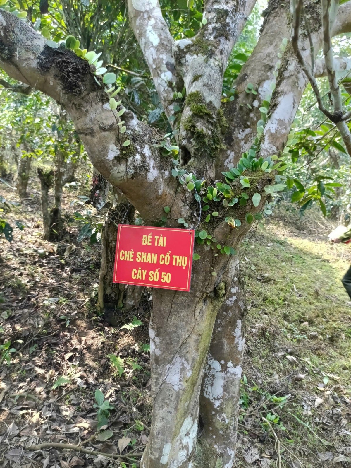 80 cây chè shan tại huyện Bát Xát vừa được công nhận là nguồn giống cây trồng lâm nghiệp. Ảnh: Kim Thoa. 80 cây chè shan tại huyện Bát Xát vừa được công nhận là nguồn giống cây trồng lâm nghiệp. Ảnh: Kim Thoa.