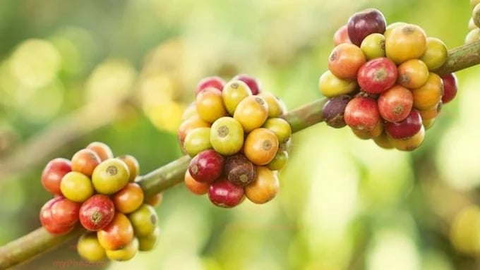 Latest domestic and global coffee prices on April 22, 2025