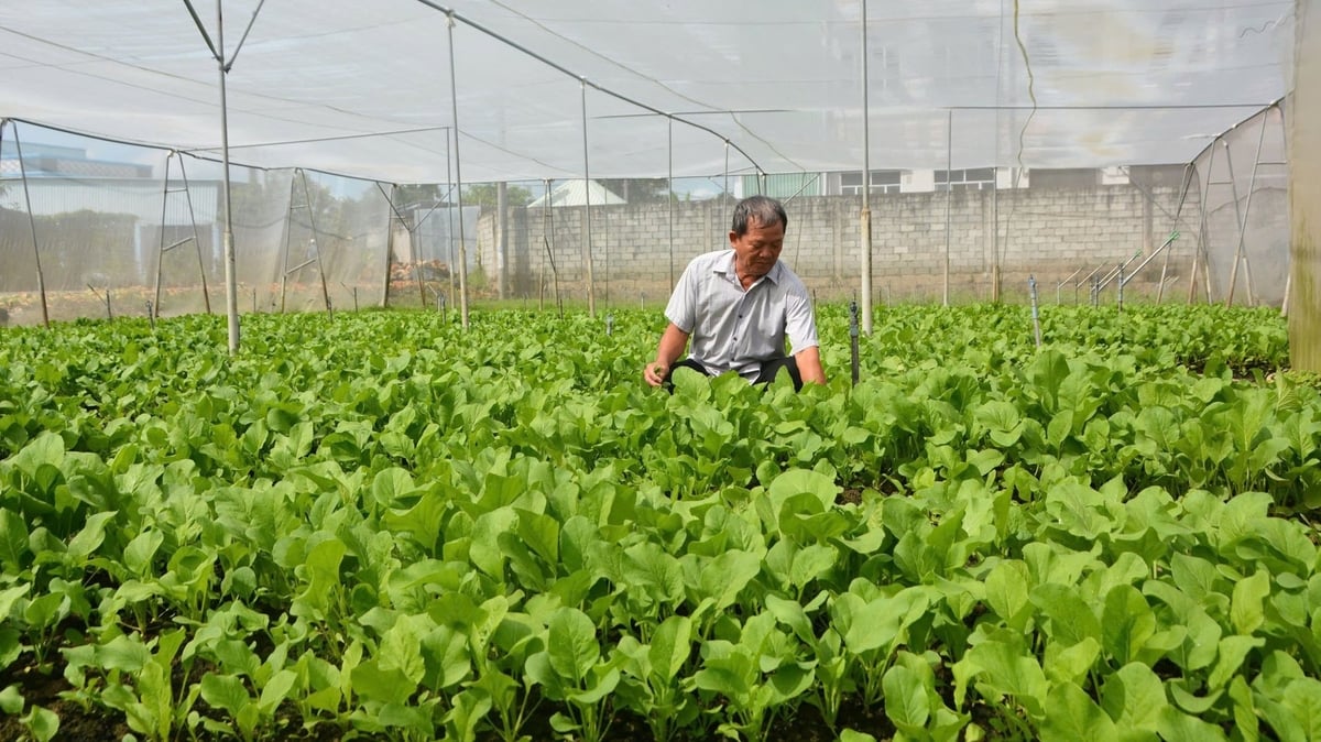 Chuyển đổi cơ cấu cây trồng phù hợp mang lại hiệu quả kinh tế cao, tăng thu nhập cho người dân. Ảnh: Thanh Bạch. Chuyển đổi cơ cấu cây trồng phù hợp mang lại hiệu quả kinh tế cao, tăng thu nhập cho người dân. Ảnh: Thanh Bạch.