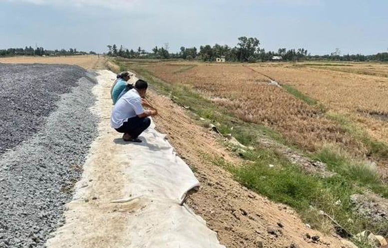 Lúa chết hàng loạt cạnh cao tốc Cần Thơ - Cà Mau. Ảnh: VGP. Lúa chết hàng loạt cạnh cao tốc Cần Thơ - Cà Mau. Ảnh: VGP.