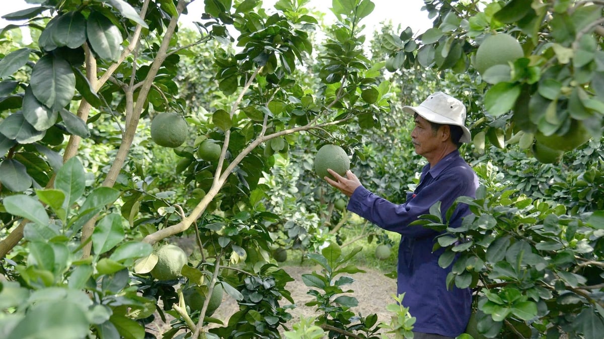 Chuyển đổi đất trồng lúa kém hiệu quả sang cây trồng khác cho lợi nhuận cao. Ảnh: Thanh Bạch. Chuyển đổi đất trồng lúa kém hiệu quả sang cây trồng khác cho lợi nhuận cao. Ảnh: Thanh Bạch.