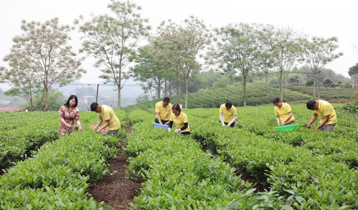 Vùng chè nguyên liệu của HTX Hương Vân Trà. Ảnh: Quang Linh. Vùng chè nguyên liệu của HTX Hương Vân Trà. Ảnh: Quang Linh.