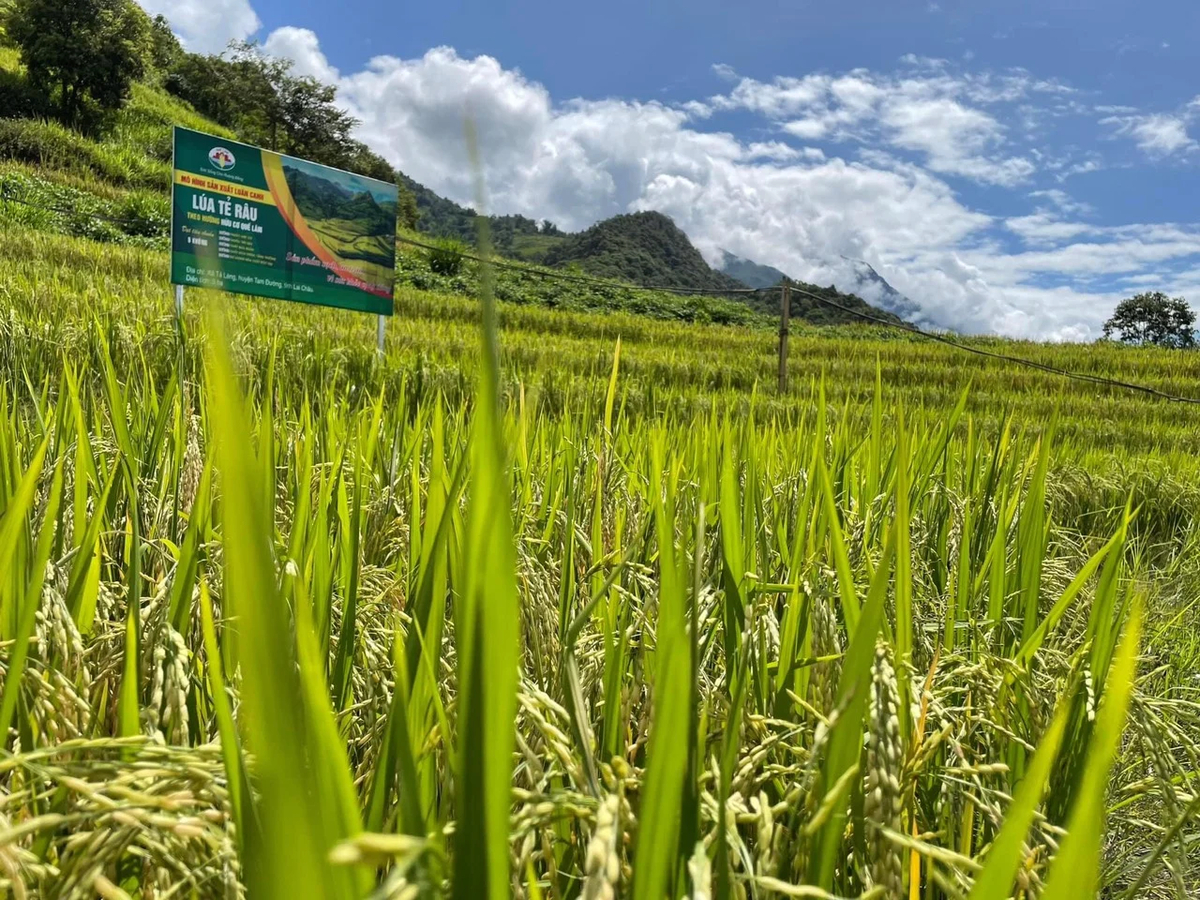 Hệ sinh thái nông nghiệp xanh của Quế Lâm. Ảnh: Hoàng Anh.