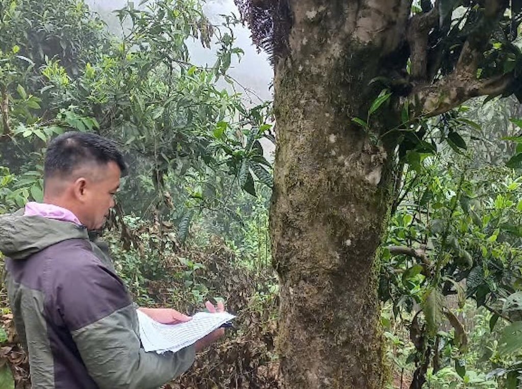 Cán bộ Trung tâm Dịch vụ nông nghiệp huyện Bát Xát ghi chép đặc điểm về cây chè shan cổ thụ ở Y Tý. Ảnh: H.Đ. Cán bộ Trung tâm Dịch vụ nông nghiệp huyện Bát Xát ghi chép đặc điểm về cây chè shan cổ thụ ở Y Tý. Ảnh: H.Đ.
