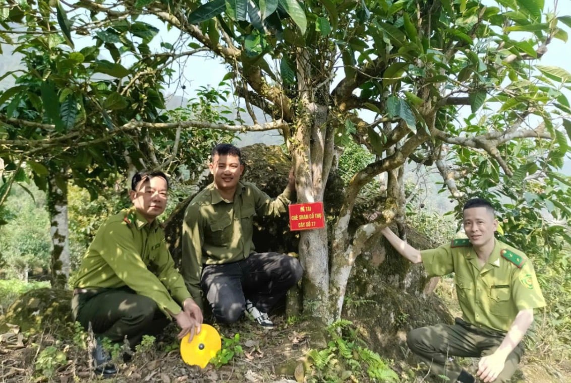 Cán bộ Chi cục Kiểm lâm Lào Cai tham gia đánh giá chè shan cổ thụ. Ảnh: H.Đ. Cán bộ Chi cục Kiểm lâm Lào Cai tham gia đánh giá chè shan cổ thụ. Ảnh: H.Đ.