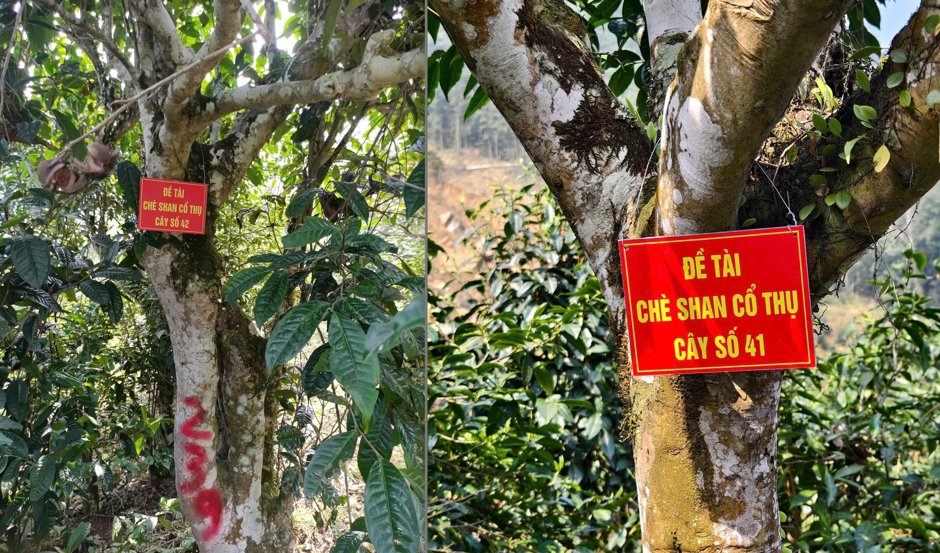 Những cây chè shan cổ thụ đầu dòng được chọn để gây giống. Ảnh: H.Đ. Những cây chè shan cổ thụ đầu dòng được chọn để gây giống. Ảnh: H.Đ.